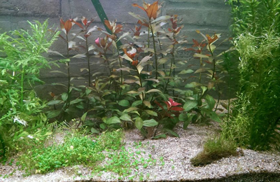 Aquariums