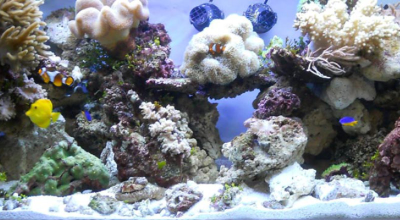 Aquariophilie